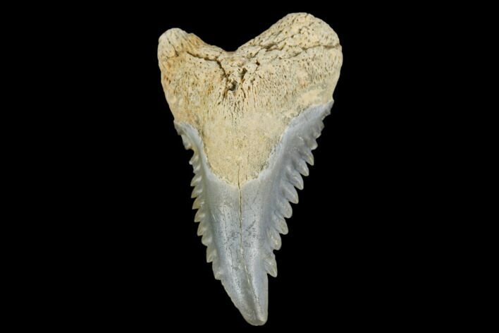Snaggletooth Shark (Hemipristis) Tooth - Aurora, NC #180152